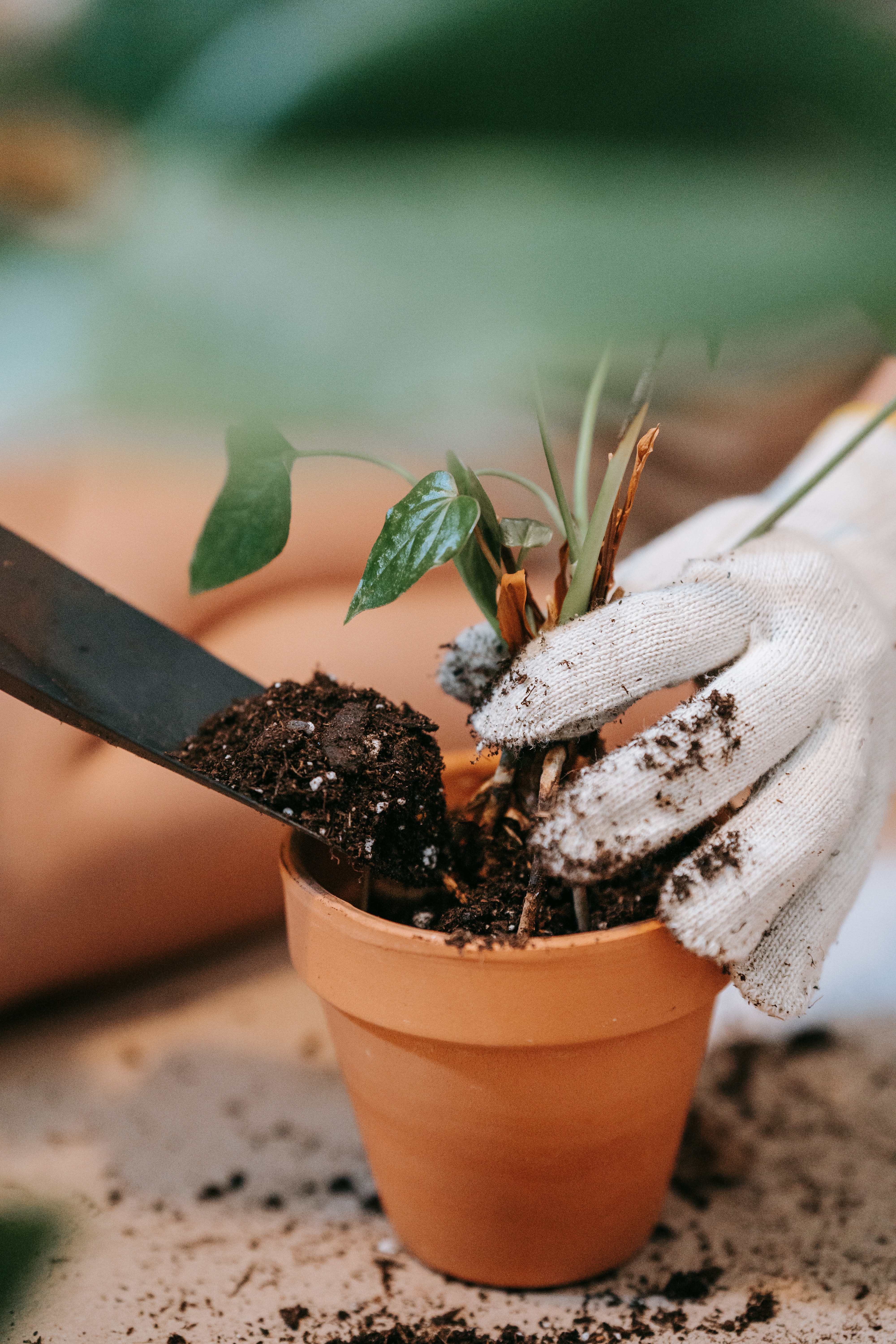 plant something