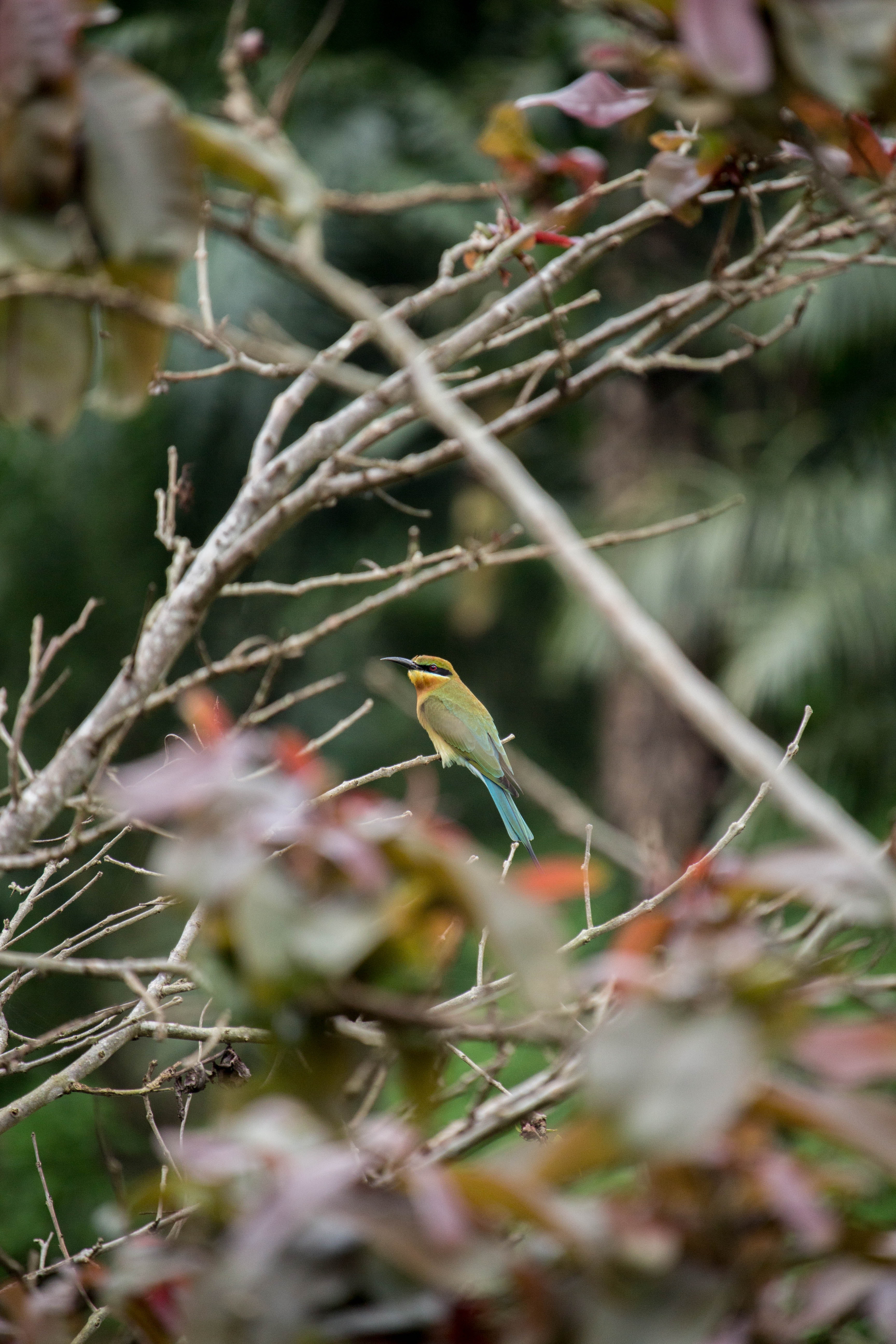bird on tree