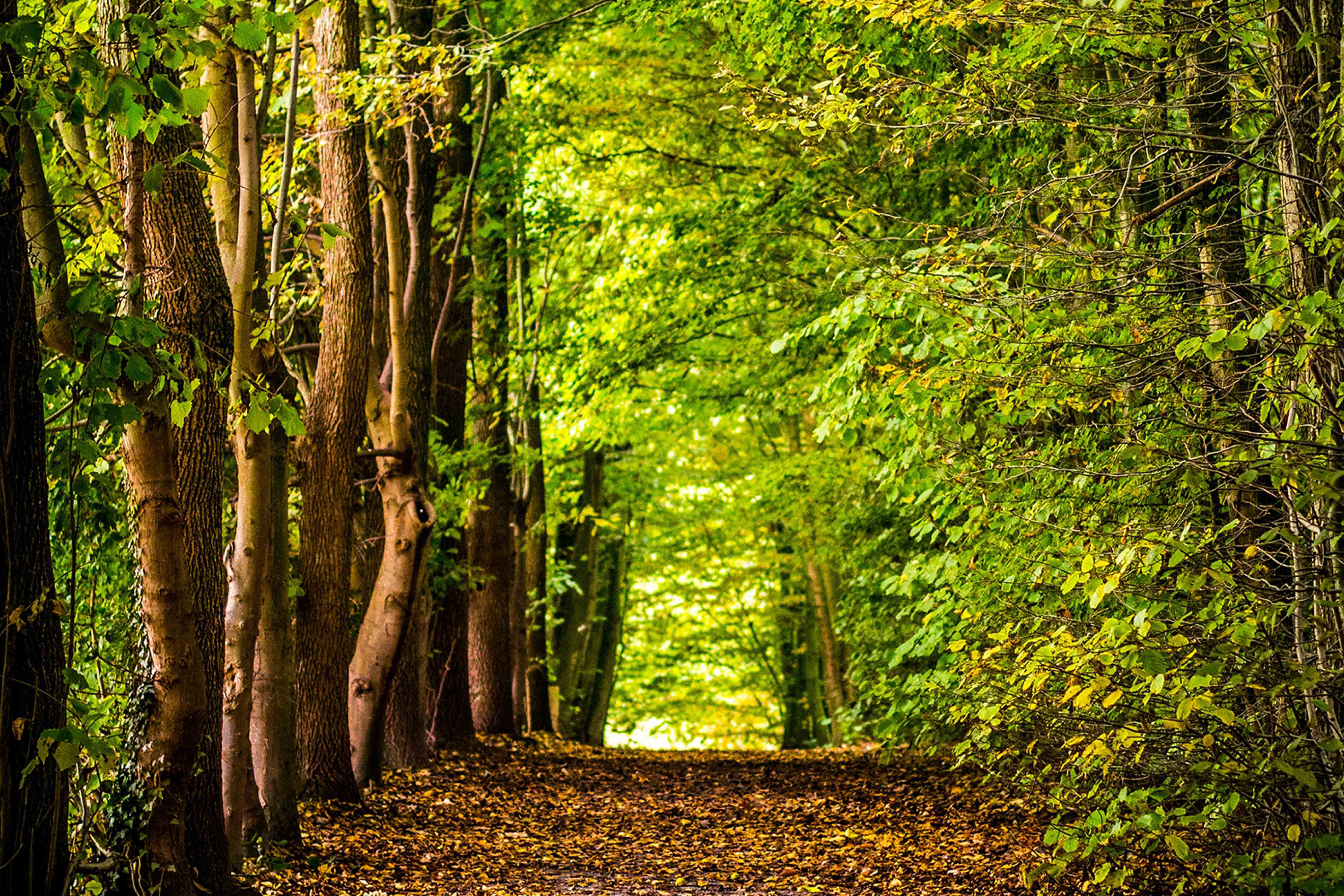 trees