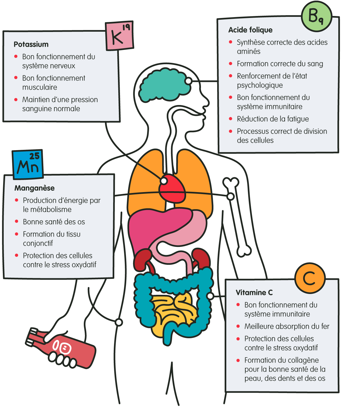 vitamins and the human body